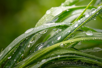 Naklejka premium Green grass in nature with raindrops
