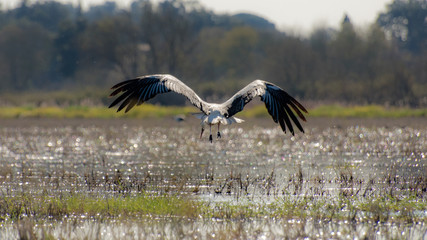 Landing