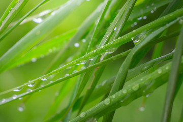 Fototapeta na wymiar Green grass in nature with raindrops