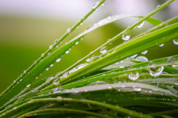 Fototapeta na wymiar Green grass in nature with raindrops