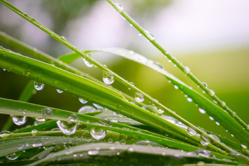 Naklejka premium Green grass in nature with raindrops