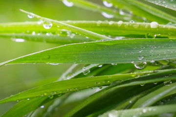 Green grass in nature with raindrops