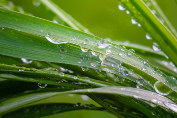 Green grass in nature with raindrops