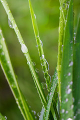 Naklejka premium Green grass in nature with raindrops