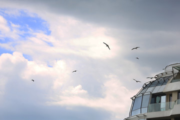 modern building and many sea birds glitters against the background of blue sky. birds fly in the sky to a tall building.