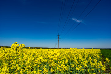 Yellow field with blooming canola