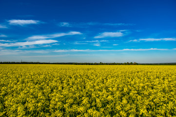 Yellow field with blooming canola
