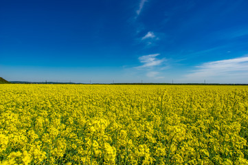 Yellow field with blooming canola