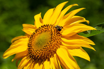 Closeup of a pollen covered bumblebee crawling on a sunflower plant against a green foliage background.