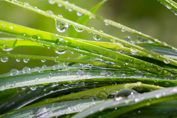 Naklejka premium Green grass in nature with raindrops