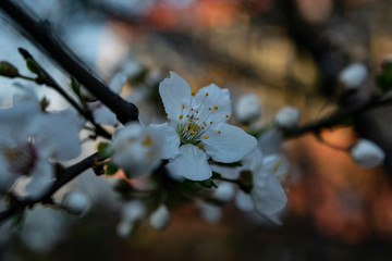Cherry flower in full beauty