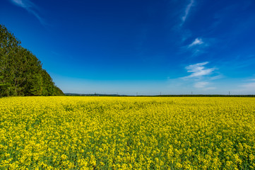 Obraz premium Yellow field with blooming canola