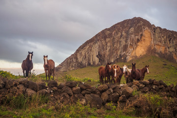 Horse facing the Ranio Raraku volcano on Easter Island