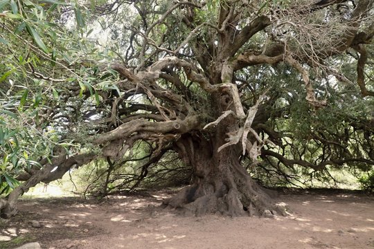 Olivastro millenario