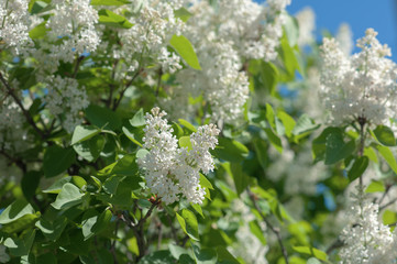 blooming white lilac