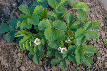 young strawberry blooms 