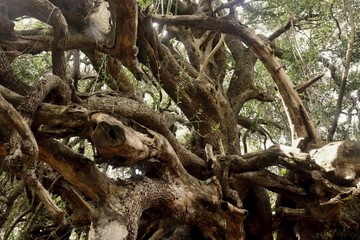 Obraz premium Olivastro millenario