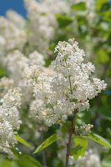 Obraz premium blooming white lilac