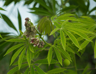 The tree cassava used a source of rubber also known as Manihot glaziovii. Flowers casava