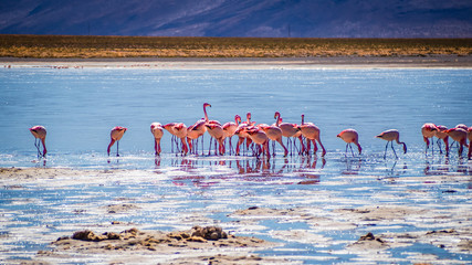 Flamingos in a lagoon of the Avaroa National Park, Bolivia