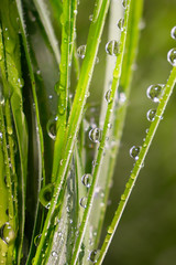 Green grass in nature with raindrops