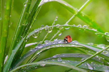 Ladybug on grass in summer in the field close-up