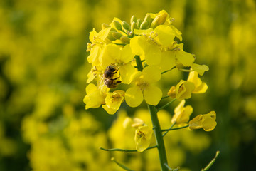 Bee with rape flower in the spring - rapeseed honey