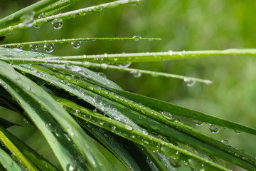 Green grass in nature with raindrops