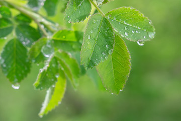 Green leaf with raindrops in the summer in nature develops in the wind