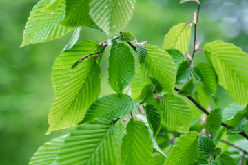 Naklejka na ściany i meble Green leaf with raindrops in the summer in nature develops in the wind
