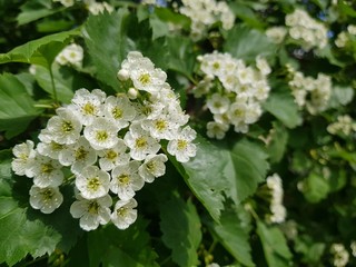 White blossoms