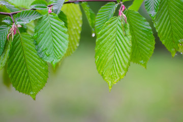 Green leaf with raindrops in the summer in nature develops in the wind