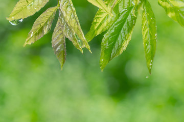 Green leaf with raindrops in the summer in nature develops in the wind