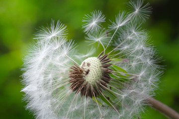 Dandelion on the background of green nature in summer in the field