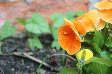 Fototapeta premium Pansy flowers in garden with dewdrops after spring rain