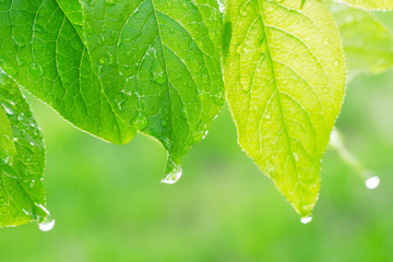 Green leaf with raindrops in the summer in nature develops in the wind