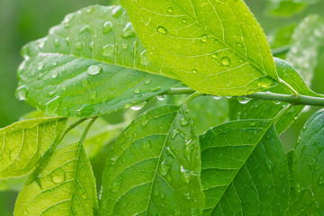 Green leaf with raindrops in the summer in nature develops in the wind