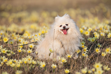 The German Spitz are descendants of the stone age peat dog “canis familiaris palustris...