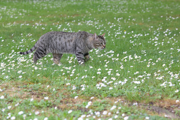 wild street cat in the park on green grass. urban cat among little flowers is grown for food.