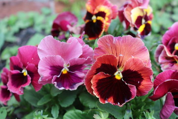 Pansy flowers in garden with dewdrops after spring rain