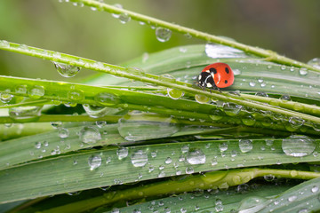 Ladybug on grass in summer in the field close-up