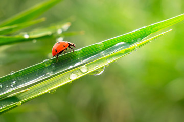 Ladybug on grass in summer in the field close-up