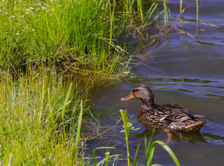 Female mallard duck swimming near the grasses in a pond at the Sackville Waterfowl Park (New Brunswick, Canada) on a sunny summer morning.