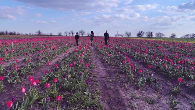 happy weekend, drone view of family of three walking between rows of blooming tulips on background of blue sky