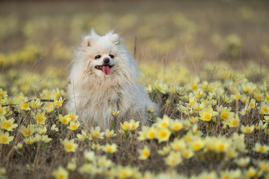 The German Spitz Are Descendants Of The Stone Age Peat Dog “canis Familiaris Palustris Ruthimeyer” And The Later Pile Spitz. They Are Considered The Oldest Breed In Central Europe.