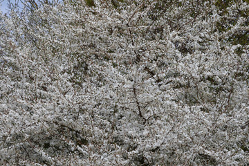 beautiful pure white and fragrant fruit tree blossoms in spring