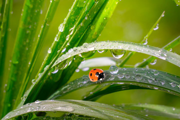 Ladybug on grass in summer in the field close-up