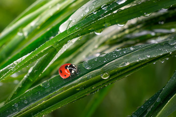 Ladybug on grass in summer in the field close-up
