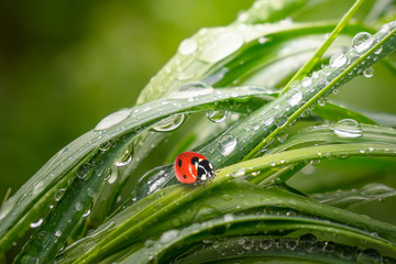 Ladybug on grass in summer in the field close-up