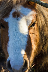 Beautiful Welsh Mountain Pony portrait